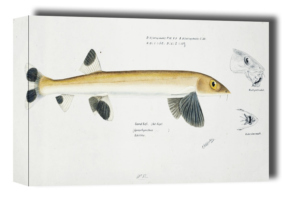 Image of Antique fish gonorynchus fosteri sand fish, F. E. Clarke - obraz na płótnie Wymiar do wyboru: 30x20 cm