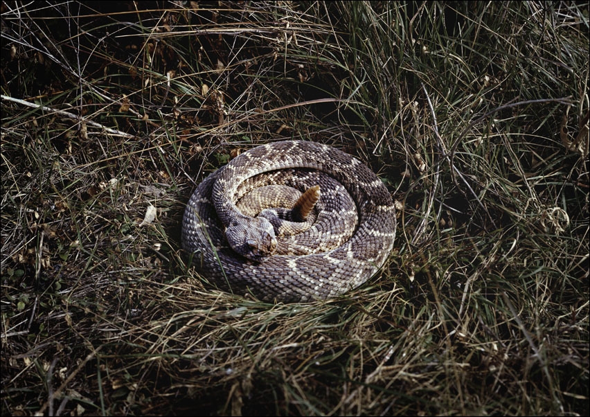 Image of Coiled rattlesnake in brush outside San Marcos, Texas., Carol Highsmith - plakat Wymiar do wyboru: 40x30 cm