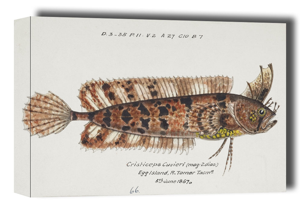 Image of Antique fish possibly cristiceps australis weedfish, F. E. Clarke - obraz na płótnie Wymiar do wyboru: 30x20 cm