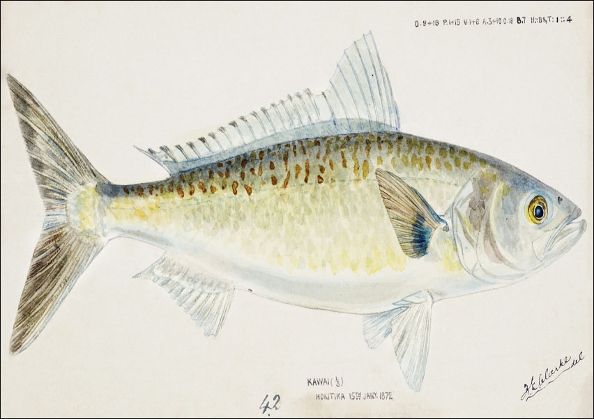 Image of Antique fish Arripis trutta, F. E. Clarke - plakat Wymiar do wyboru: 80x60 cm