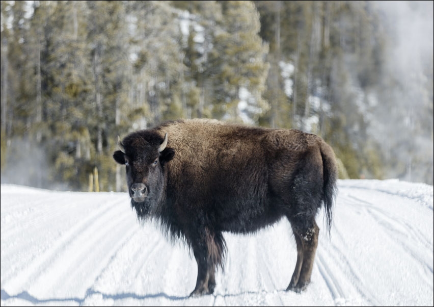 Image of American bison, Carol Highsmith - plakat Wymiar do wyboru: 40x30 cm