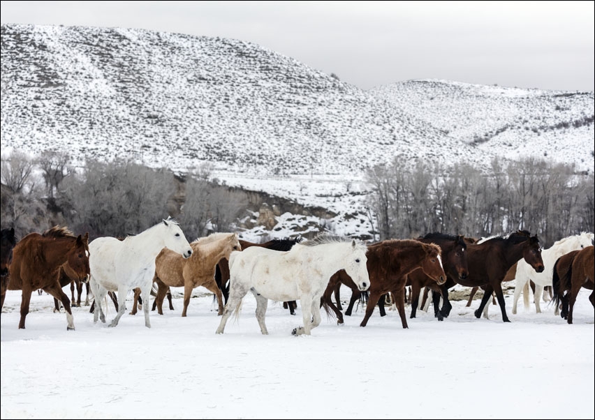 Image of A mixed herd of wild and domesticated horses frolics on the Ladder Livestock ranch, at the Wyoming-Colorado border., Carol Highsmith - plakat Wymiar d