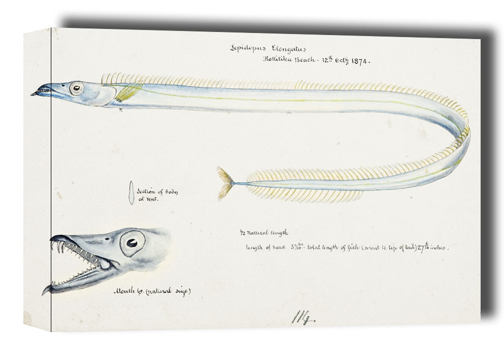 Image of Antique fish Benthodesmus Elongatus, F. E. Clarke - obraz na płótnie Wymiar do wyboru: 80x60 cm