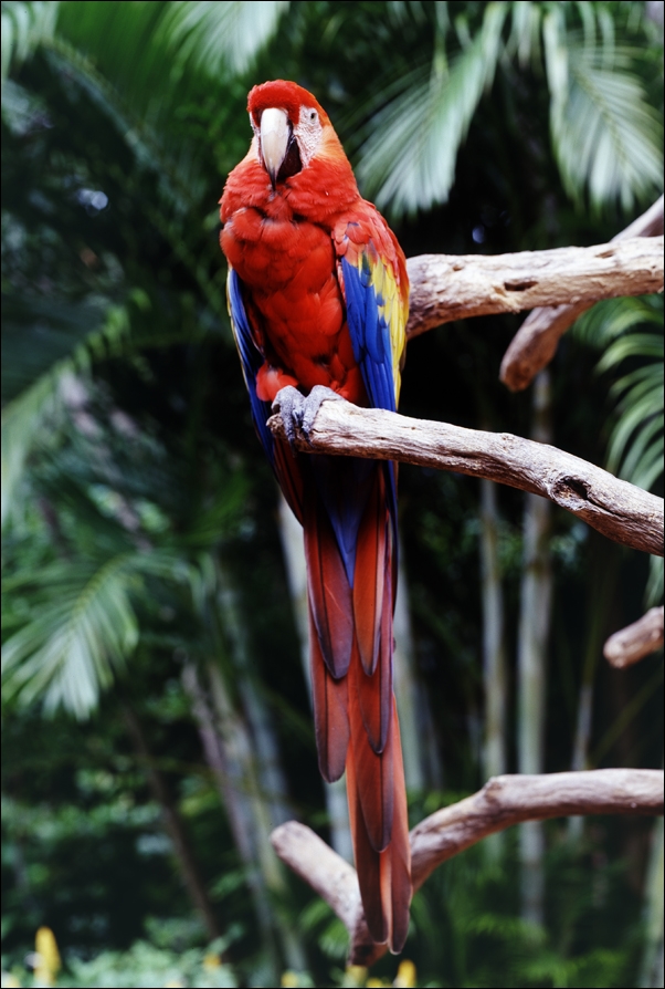 Image of Parrot at the Parrot Jungle and Gardens, south of Miam, Carol Highsmith - plakat Wymiar do wyboru: 30x40 cm