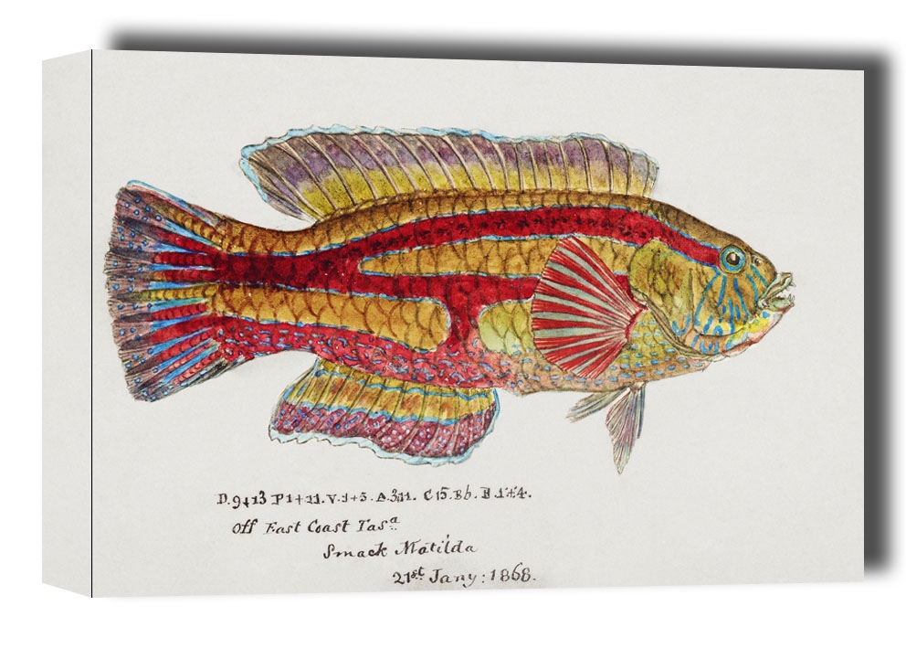 Image of Antique fish pictilabrus laticlavius wrasse, F. E. Clarke - obraz na płótnie Wymiar do wyboru: 50x40 cm