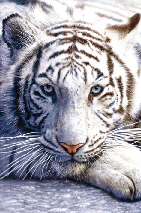 Image of Tygrys Bengalski - plakat