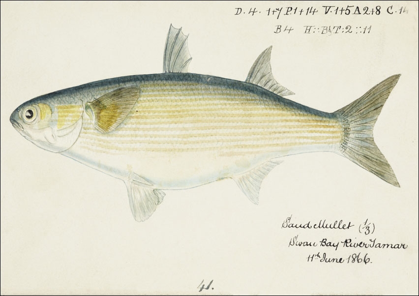 Image of Antique fish myxus elongatus sand mullet, F. E. Clarke - plakat Wymiar do wyboru: 59,4x42 cm