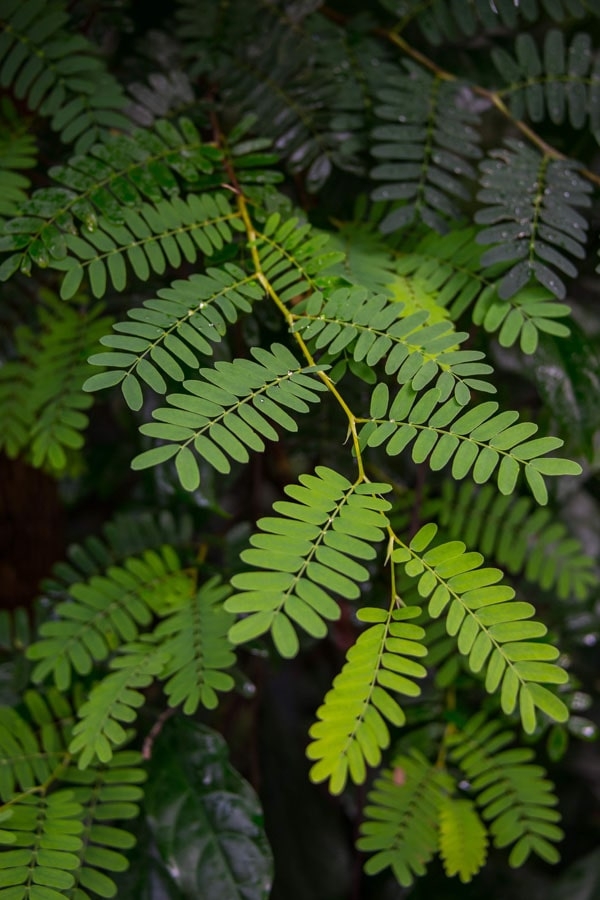 Image of Akacja - plakat Wymiar do wyboru: 59,4x84,1 cm