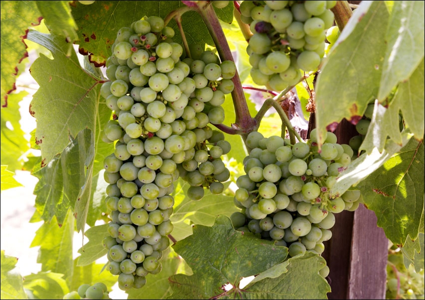 Image of Vineyard in Napa Valley, California., Carol Highsmith - plakat Wymiar do wyboru: 40x30 cm