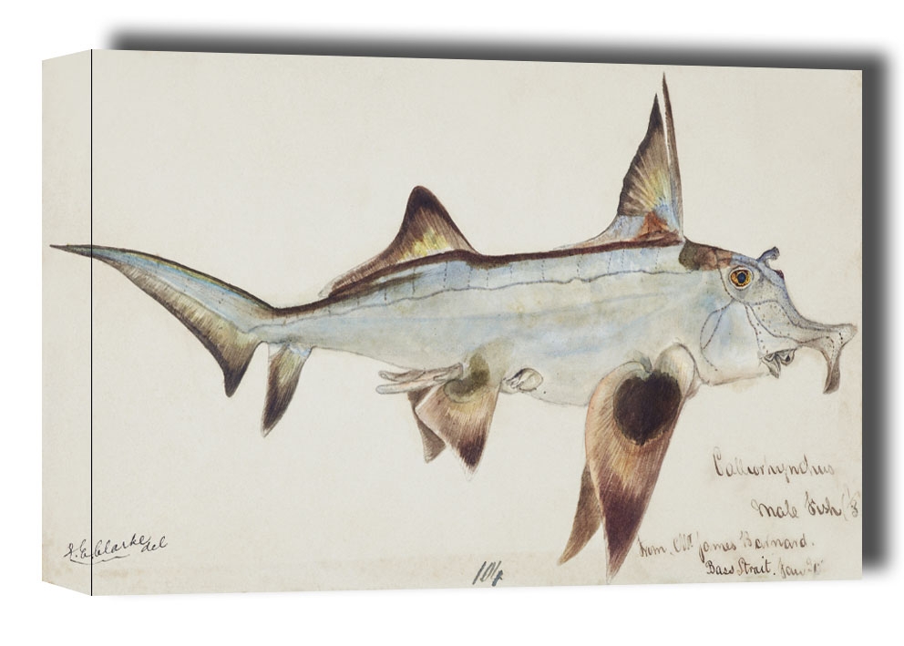 Image of Antique fish callorhynchus milii elephant fish, F. E. Clarke - obraz na płótnie Wymiar do wyboru: 80x60 cm