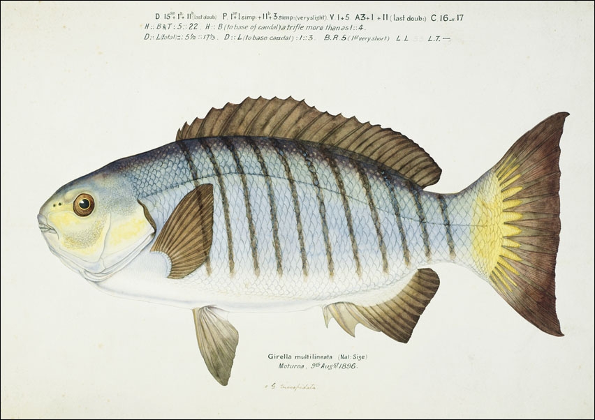 Image of Antique fish Blackfish, F. E. Clarke - plakat Wymiar do wyboru: 29,7x21 cm