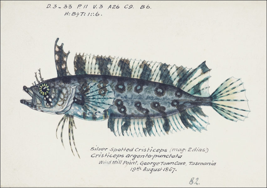 Image of Antique fish possibly cristiceps sp weedfish, F. E. Clarke - plakat Wymiar do wyboru: 50x40 cm