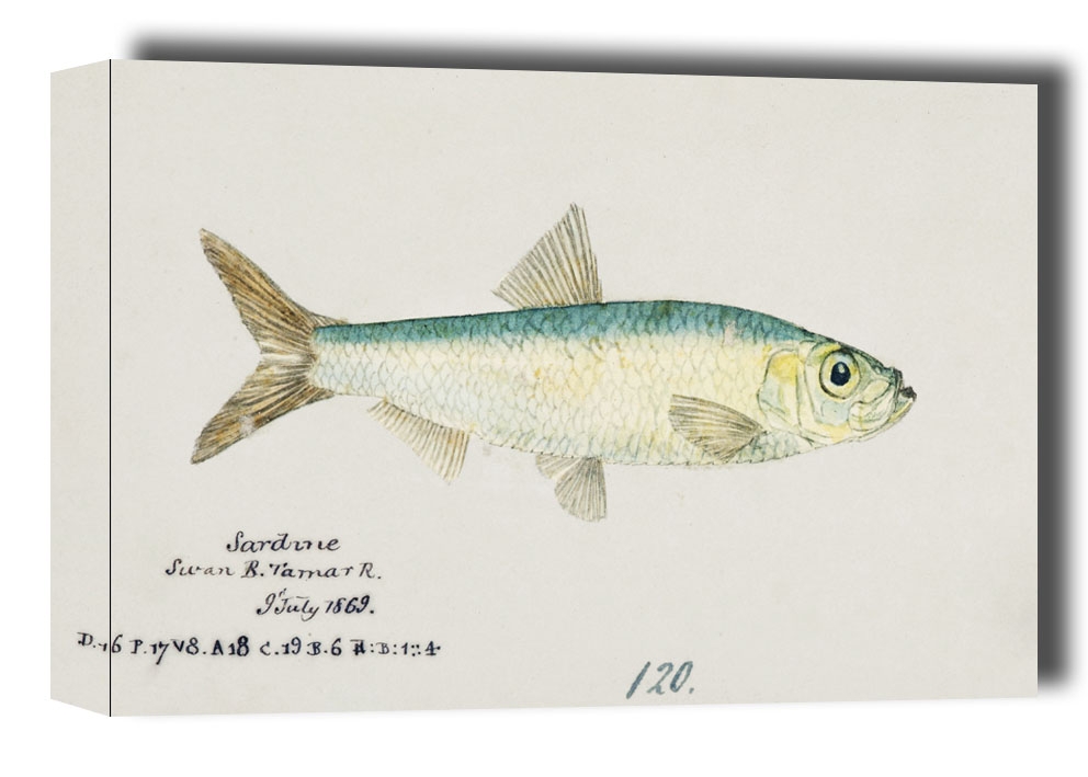 Image of Antique fish sardinops neopilchardus pilchard, F. E. Clarke - obraz na płótnie Wymiar do wyboru: 100x70 cm