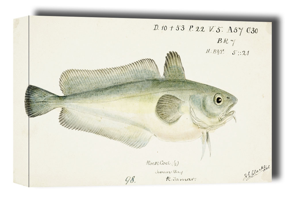 Image of Antique fish Pseudophycis barbata, F. E. Clarke - obraz na płótnie Wymiar do wyboru: 80x60 cm
