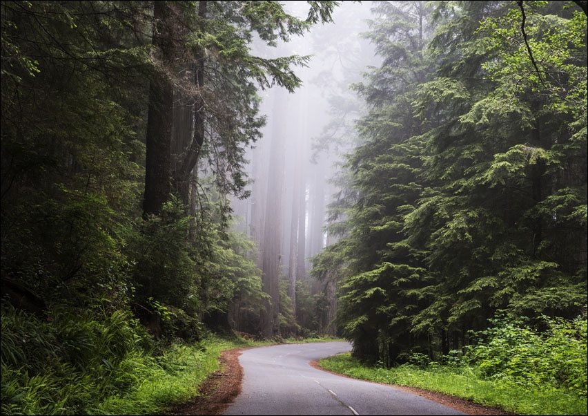 Image of Redwood National and State Park on U.S. 101 in Northern California., Carol Highsmith - plakat Wymiar do wyboru: 50x40 cm