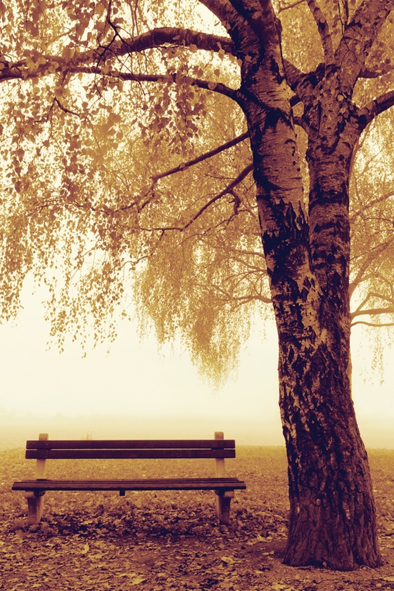 Image of Park Bench - Jesień - Ławka w parku - plakat