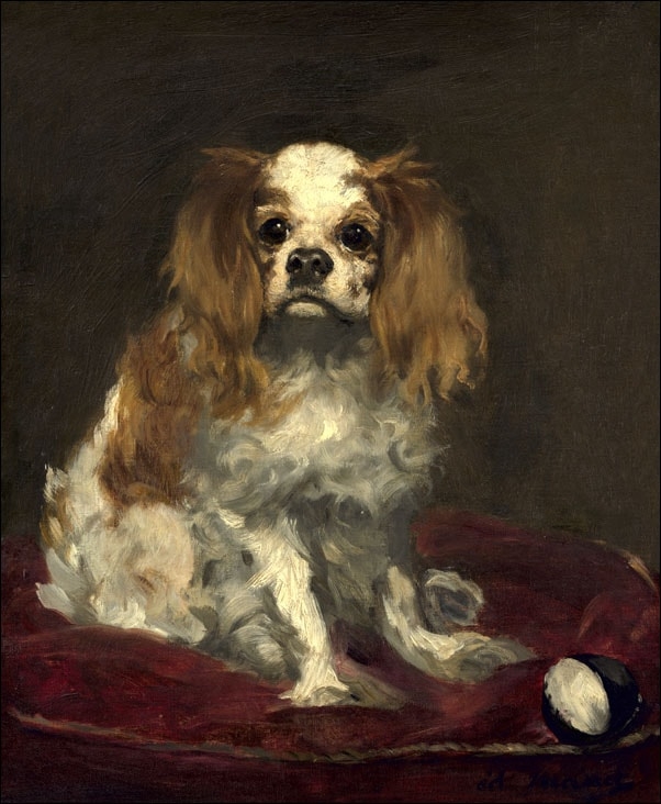 Image of A King Charles Spaniel, Edouard Manet - plakat Wymiar do wyboru: 29,7x42 cm