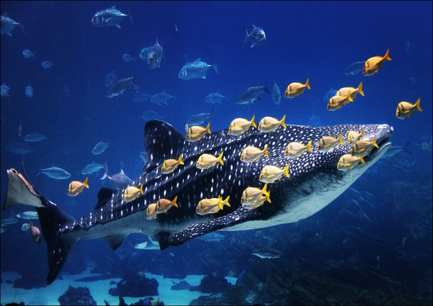 Image of Whale Shark at Georgia Aquarium in Atlanta, Carol Highsmith - plakat Wymiar do wyboru: 30x20 cm