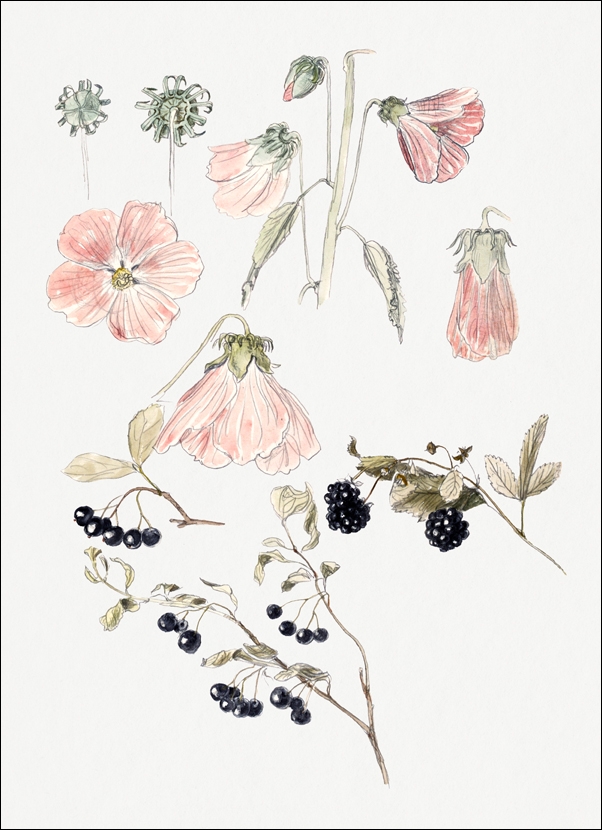 Image of Botanical Detail Studies: Hollyhocks, Blueberries, and Blackberries, Samuel Colman - plakat Wymiar do wyboru: 21x29,7 cm