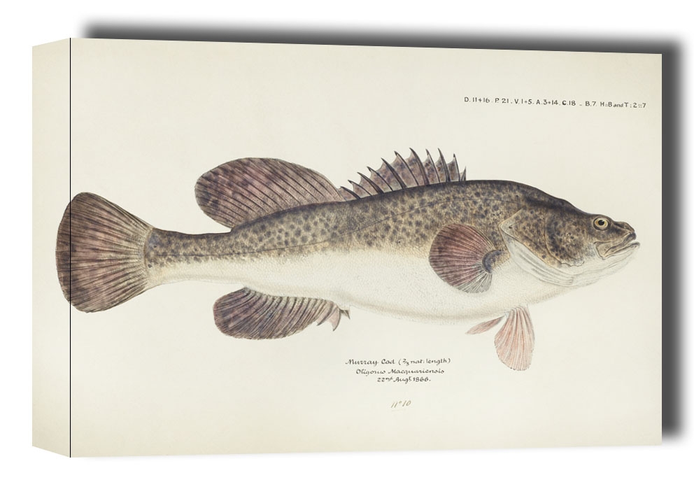 Image of Antique fish maccullochella sp, F. E. Clarke - obraz na płótnie Wymiar do wyboru: 91,5x61 cm