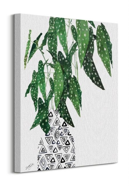 Image of Polka Dot Begonia Plant - obraz na płótnie