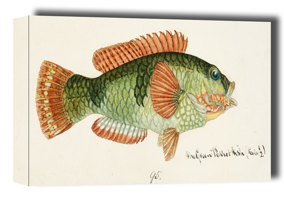 Image of Antique fish Labrida, F. E. Clarke - obraz na płótnie Wymiar do wyboru: 60x40 cm