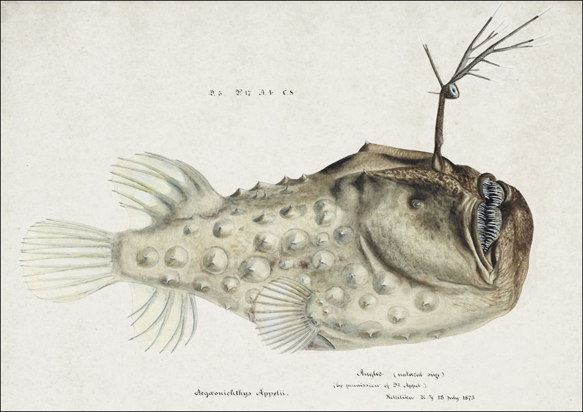 Image of Antique Prickly anglerfish, F. E. Clarke - plakat Wymiar do wyboru: 100x70 cm