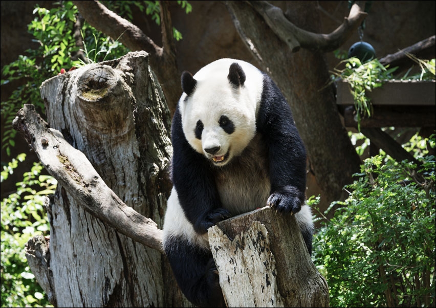 Image of Panda from the San Diego Zoo, Carol Highsmith - plakat Wymiar do wyboru: 30x20 cm