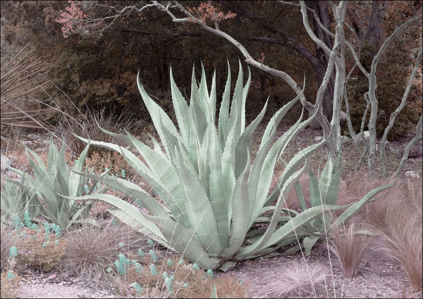 Image of Aloe from the Lady Bird Johnson Wildflower Center, part of the University of Texas at Austin., Carol Highsmith - plakat Wymiar do wyboru: 60x40 cm