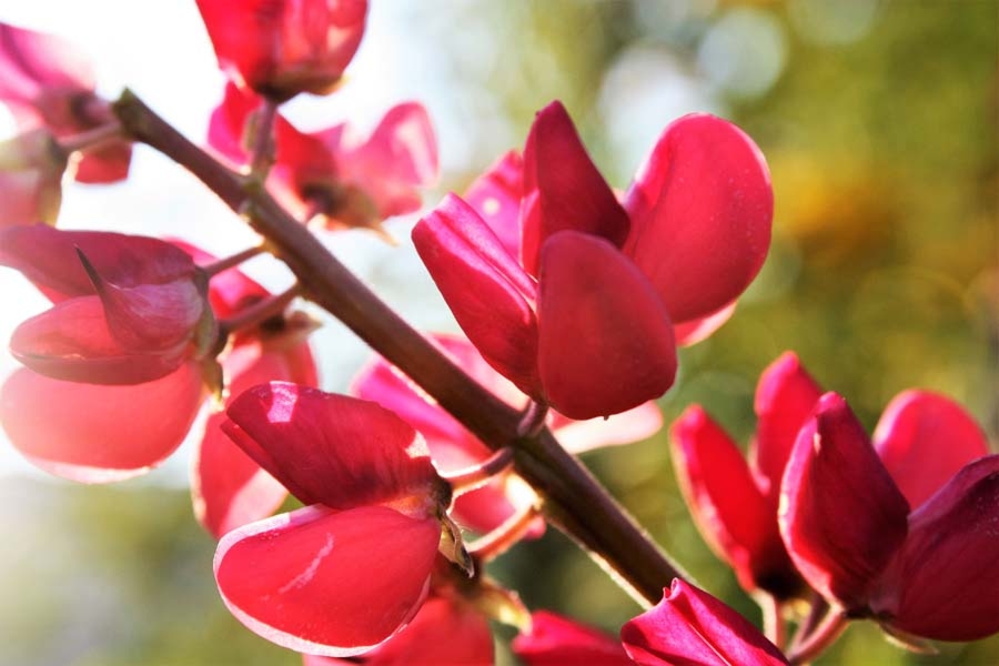 Łubin - plakat premium Wymiar do wyboru: 29,7x21 cm