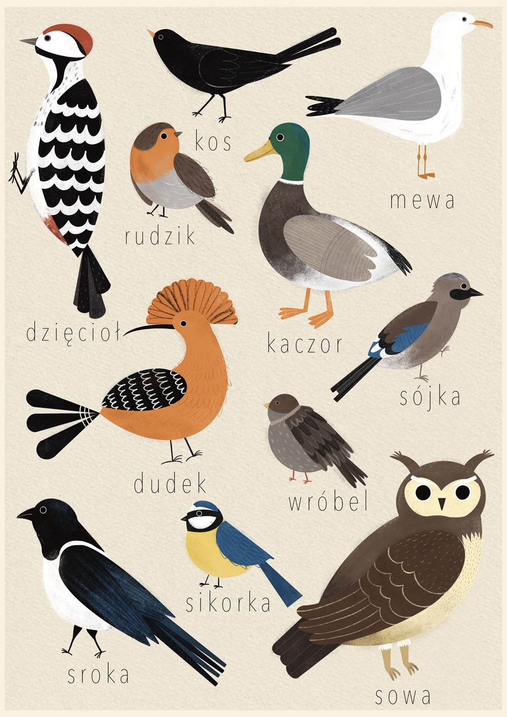 Image of Polskie ptaki - plakat Wymiar do wyboru: 50x70 cm
