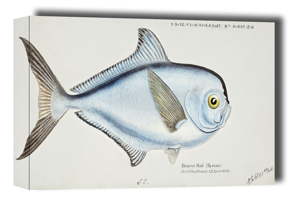 Image of Antique fish Brama brama, F. E. Clarke - obraz na płótnie Wymiar do wyboru: 70x50 cm