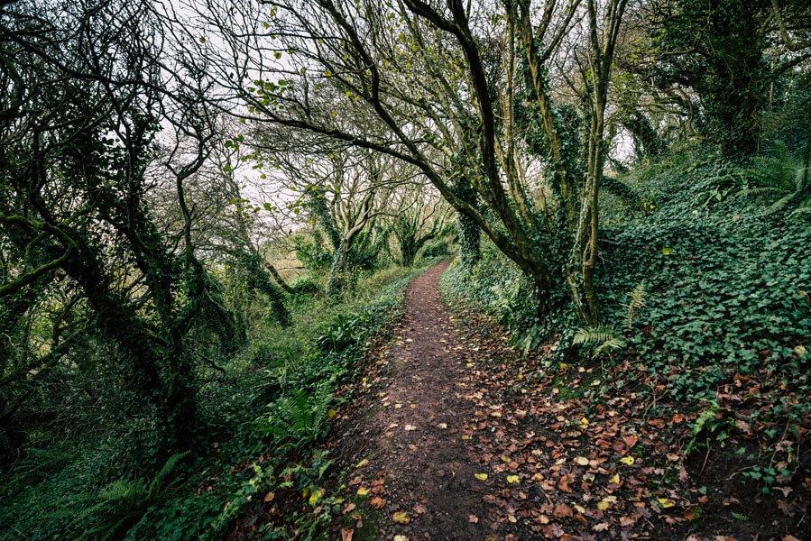 Image of Coast Path - Plymouth - plakat Wymiar do wyboru: 29,7x21 cm