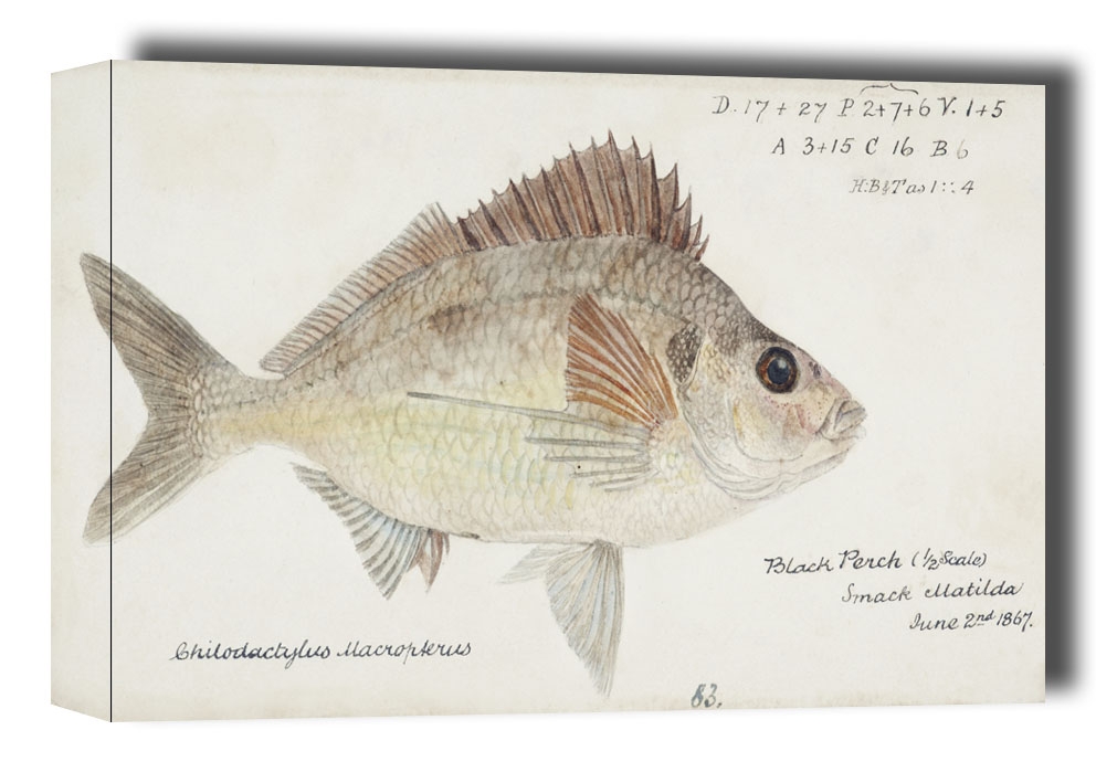 Image of Antique fish nemadactylus macropterus tarakihi, F. E. Clarke - obraz na płótnie Wymiar do wyboru: 30x20 cm