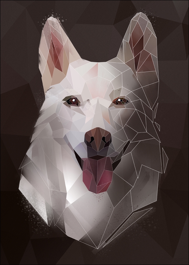 Image of husky tło - plakat Wymiar do wyboru: 29,7x42 cm