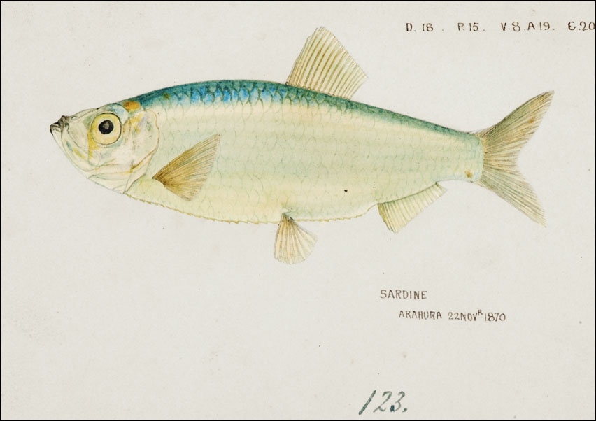 Image of Antique fish Sardine , F. E. Clarke - plakat Wymiar do wyboru: 100x70 cm