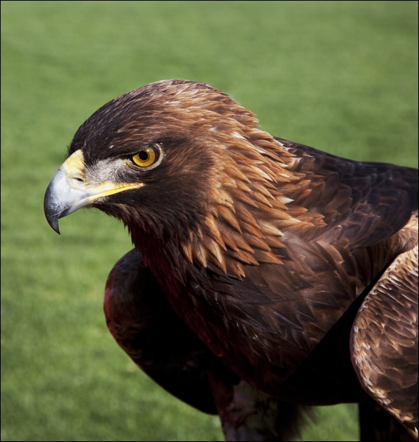 Image of The golden eagle that flies at the Auburn University's football game every year., Carol Highsmith - plakat Wymiar do wyboru: 50x50 cm