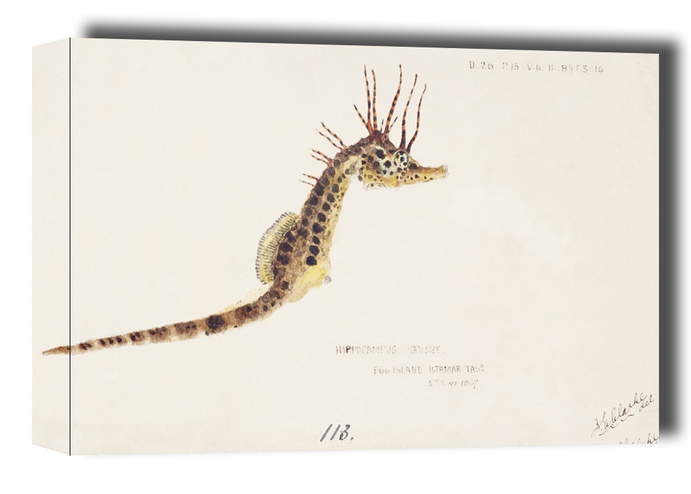 Image of Antique fish hippocampus abdominalis seahorse, F. E. Clarke - obraz na płótnie Wymiar do wyboru: 70x50 cm