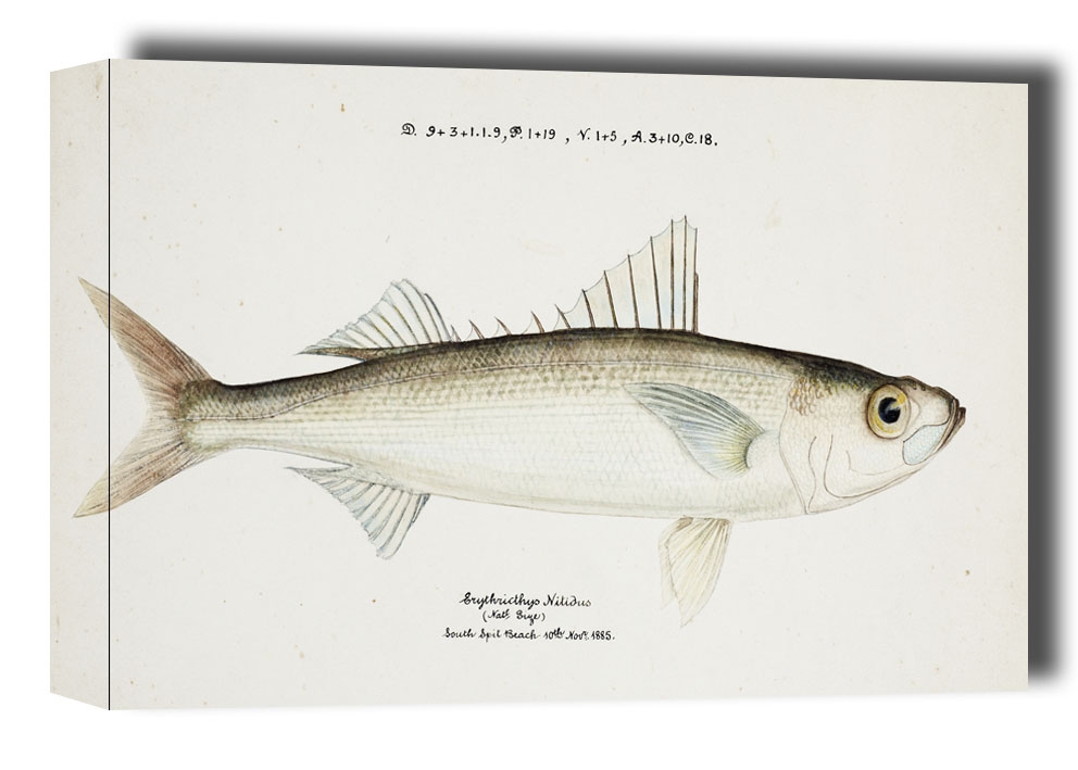 Image of Antique drawing watercolor fish Emmelichthys Nitidus marine life., F. E. Clarke - obraz na płótnie Wymiar do wyboru: 60x40 cm