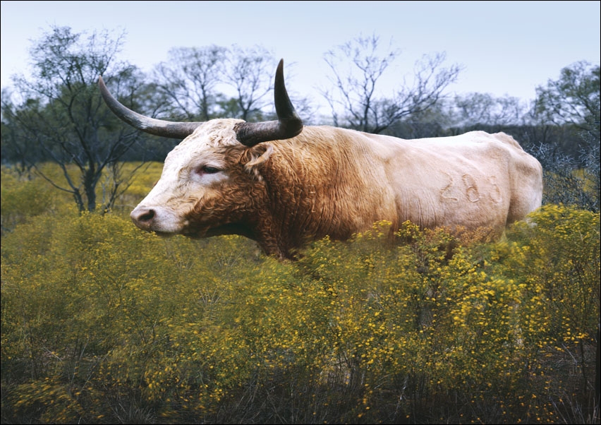 Image of The State of Texas raises longhorn cattle at Abilene State Historical Park on the site of old Fort Griffin., Carol Highsmith - plakat Wymiar do wyboru