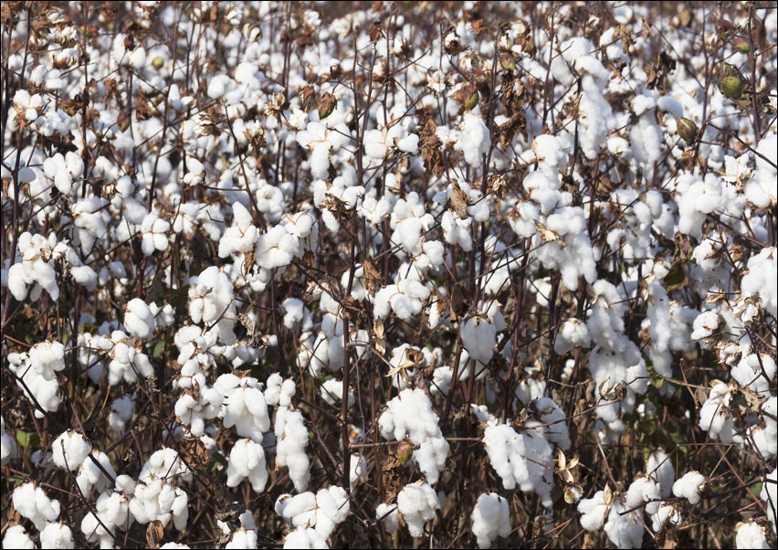 Image of Cotton field in rural Tunica County, Mississippi, Carol Highsmith - plakat Wymiar do wyboru: 91,5x61 cm