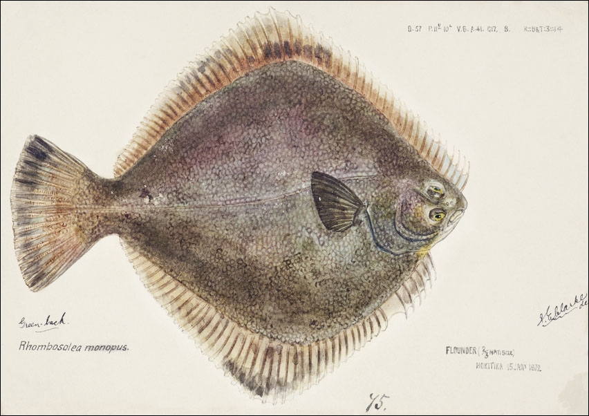 Image of Antique fish Rhombosolea tapirina, F. E. Clarke - plakat Wymiar do wyboru: 100x70 cm