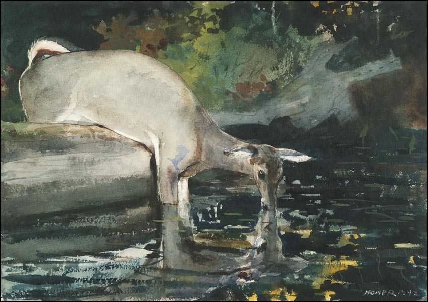 Image of Deer Drinking, Winslow Homer - plakat Wymiar do wyboru: 100x70 cm