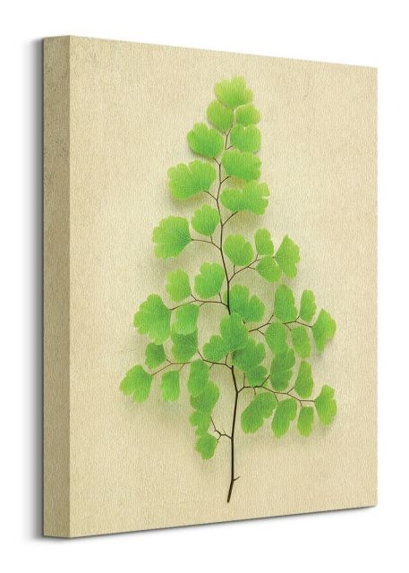 Image of Maidenhair Fern - obraz na płótnie