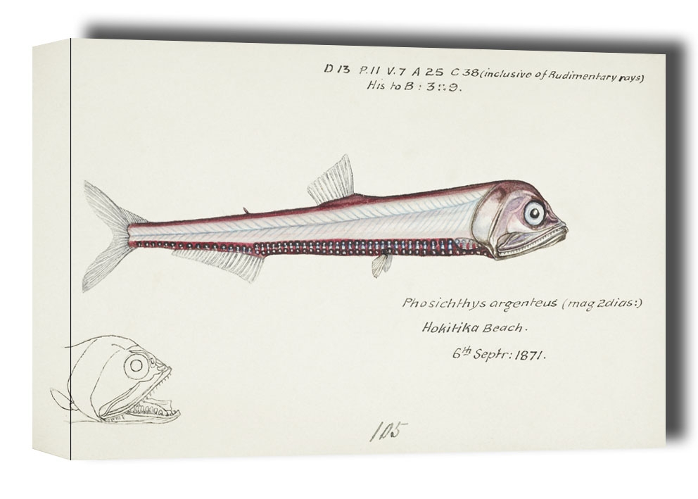 Image of Antique fish Photichthys argenteus, F. E. Clarke - obraz na płótnie Wymiar do wyboru: 91,5x61 cm