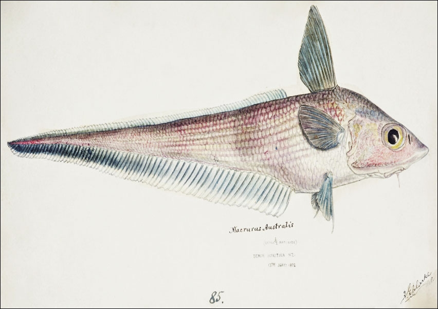 Image of Antique fish Coelorinchus, F. E. Clarke - plakat Wymiar do wyboru: 70x50 cm