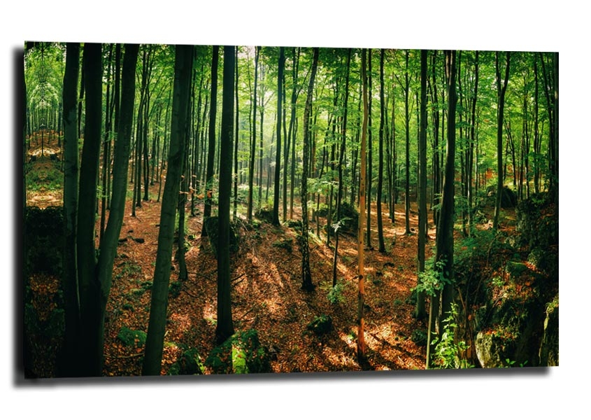 Image of Złoty potok - obraz na płótnie Wymiar do wyboru: 60x40 cm