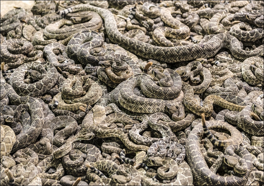 Image of A literal pit of vipers at the "World's Largest Rattlesnake Roundup" in Sweetwater, Texas., Carol Highsmith - plakat Wymiar do wyboru: 29,7x21 cm