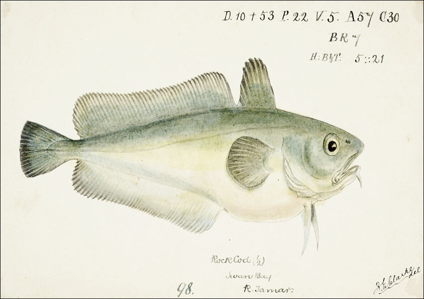 Image of Antique fish Pseudophycis barbata, F. E. Clarke - plakat Wymiar do wyboru: 80x60 cm