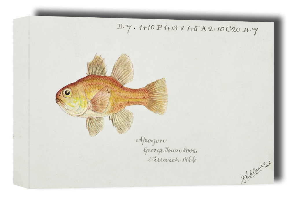 Image of Antique fish vincentia conspera southern cardinalfish, F. E. Clarke - obraz na płótnie Wymiar do wyboru: 30x20 cm